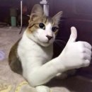 나는 닭강정 이미지