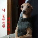 콧대높은 개 이미지