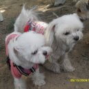 말티와 꼬꼬 이미지