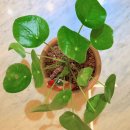 피스오퍼링(PEACE OFFERING)