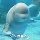 벨루가