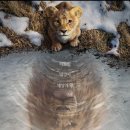 Mufasa The Lion King 이미지