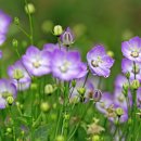 포크기타 이미지