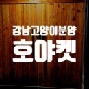 강남고양이분양 호야캣 이미지