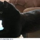 야누스 노컷뉴스
