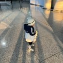 겨리우리피쉬 | [18개월아기랑세부여행]오슬롭, 투말록폭포, 모알보알 거북이/정어리떼_로컬페이지, 트리쉐이드,이트래블