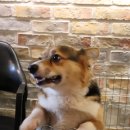 멍멍이다방 이미지