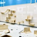 김포고양이분양 맘스캣 이미지