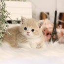 대구고양이분양 나비캣 이미지