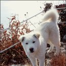 자연이 품은 길 진도 접도 웰빙산행::남망산 등산코스::남망산 등산지도::대전 천지산악회 동행