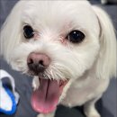 베베펫 천안 강아지분양 고양이분양 이미지