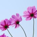 코스모스 이미지