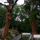 영평조록나무 이미지