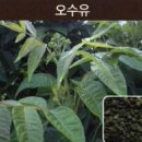 (주) 도인