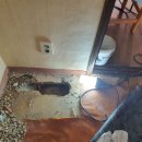 그린 (212) 이미지