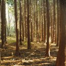 장성삼거리입구 공원 이미지