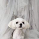 새침하개멍 이미지