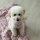 개깍아 | 안산 푸들 애견 미용실 추천 후기 (내돈내산) _ 수암동 개깍아