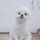깨비 애견미용 이미지