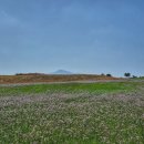 성읍리-24 이미지