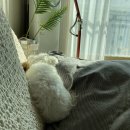 캣독카페 이미지