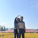 비봉체육공원 야구장 | [합천가볼만한곳|합천핑크뮬리개화]부산근교 핑크뮬리명소, 신소양체육공원