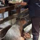 작은동물원 이미지