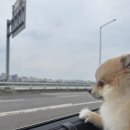 하늘짚펜션 | 포천 백운계곡 애견동반 물놀이 후기 | 주차 평상 물놀이