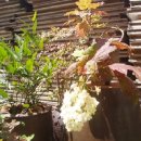 송엽국,체리세이지,남천,떡갈잎수국 이미지