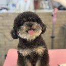 쇼어독 네이버블로그