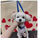 굿데이멍 이미지