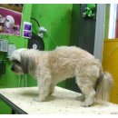 아띠펫살롱 이미지