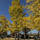 황금 경로당 | [여주 강천섬 유원지] 가을 나들이 추천/ 단풍 명소/ 서울 근교 경기도 피크닉