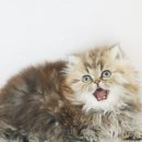 스카이동물병원 이미지