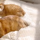 고양이미용사 임서영 이미지