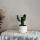 선인장 | 건대꽃집 건대카페 러브썸 건대점 개업선물 선인장 화분 후기