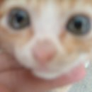 [재등록] 울산 중구 약사동 노란 코숏 새끼 고양이 찾습니다. 이미지
