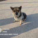 화촌면 신내사거리 | 강원 홍천 믹스견, 홍천 믹스견, 화촌면 신내사거리…온순한 아이 발견! 애처로운 눈빛새 가족 기다려요...