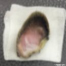 오션동물메디컬센터 이미지