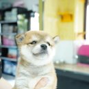 애견명가 이미지