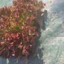 지우네 농장 이미지