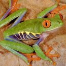 청개구리 이미지