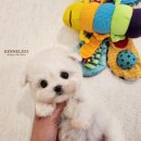 켄넬203 말티푸분양, 미니비숑분양 이미지