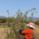 감자서리 이미지