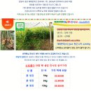 안동햇생강 50% 맛보기 이벤트 이미지