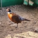 대장군농장 이미지