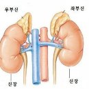 부신 의 기능과 치료 방법 을 알수 있나요? 이미지