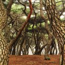 흥농종묘 이미지