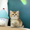 심쿵냥 고양이분양 이미지