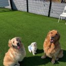 초지운동장 이미지